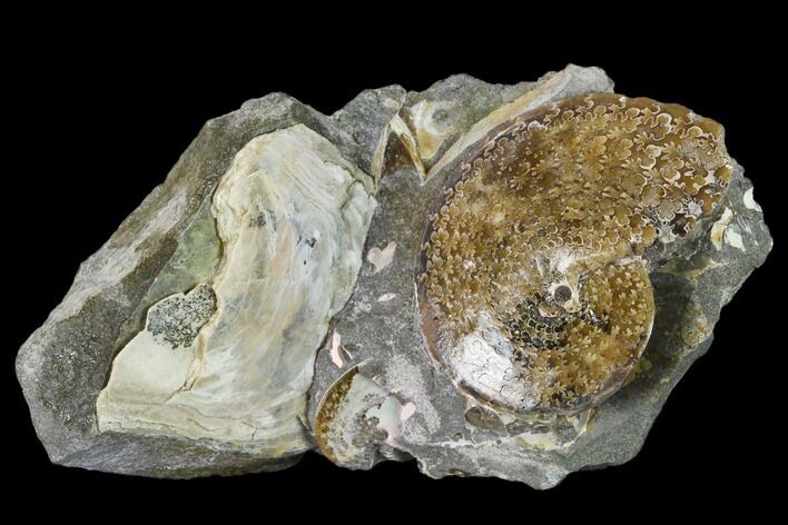 Fossil Sphenodiscus Ammonite - South Dakota #131219